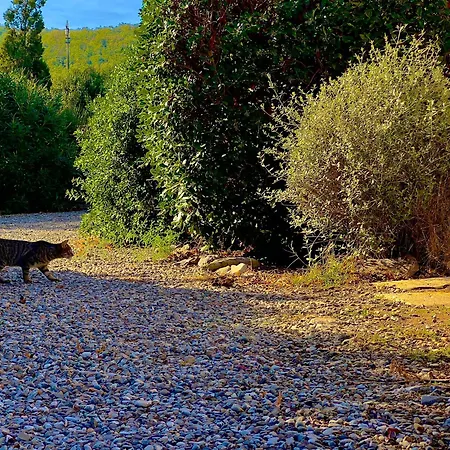 Carpine Bio In Maremma * Alberese